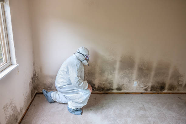 Office Mold Removal Services in Morgandale, OH