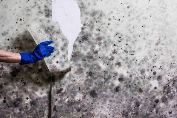 Morgandale, OH Mold Removal Company